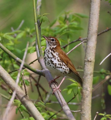 A wood thrush in Allegheny County 