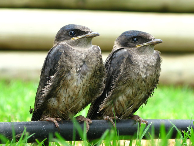 Purple Martins