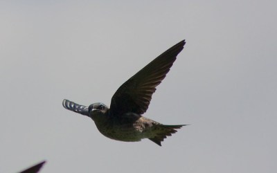 A purple martin flying at the Codorus State Park in Pennsylvania 