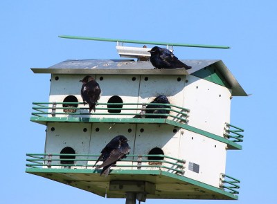 Purple martin housing 