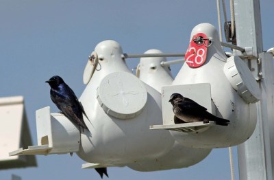 A pair of purple martins on an Amish farm in Pennsylvania 