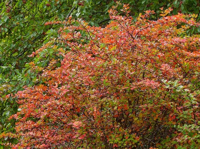 Japanese barberry in its autumn coloration 