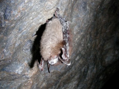 White nose syndrome on a little brown bat 