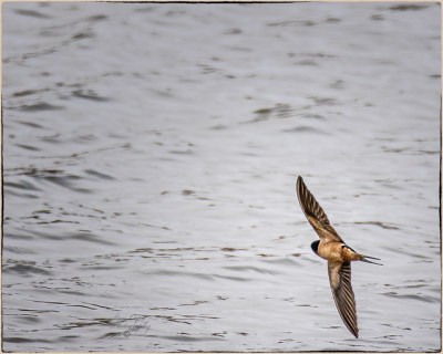 A barn swallow in flight at the John Heinz National Wildlife Refuge 