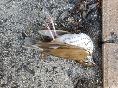 A wood thrush killed by striking a window 