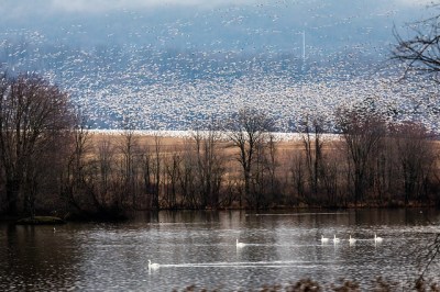 Migrating snow geese near the Middle Creek Wildlife Management Area 