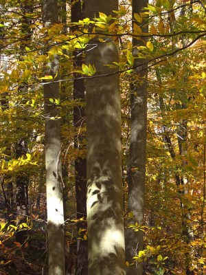 Beech trees below the driveway 