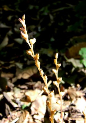 Beechdrops in Plummer’s Hollow 