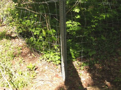 One of our deer exclosure fences showing the abundance of vegetation inside it