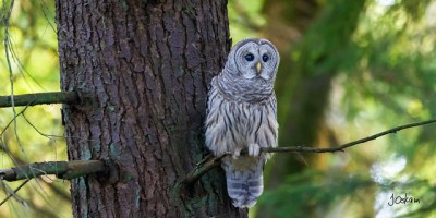 A barred owl