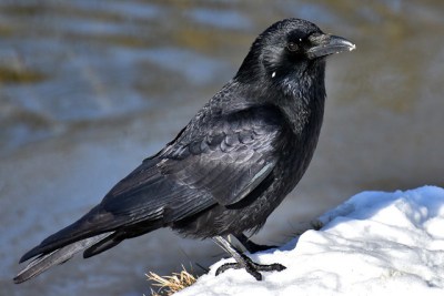 A common raven in winter 