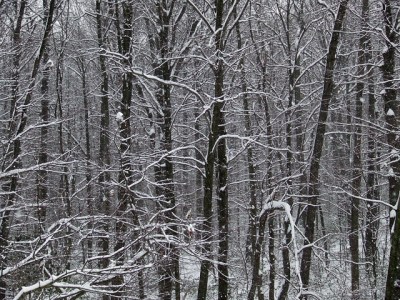 The edge of the Plummer’s Hollow woods in snow 