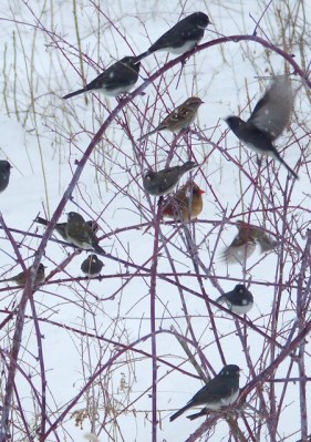 Feeder birds on raspberry canes near the bird feeders