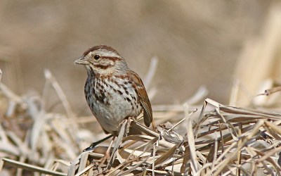 A song sparrow at Wildwood Lake, Harrisburg, PA 