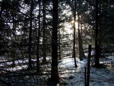 The spruce grove in the snow