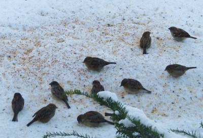 Feeder birds blanketing the snow 