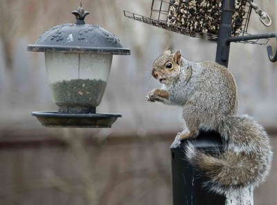 A gray squirrel at a bird feeder 