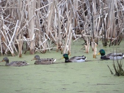 Mallards seen during a CBC in Allegheny County, PA, in 2015 