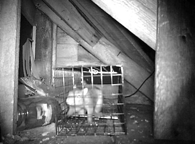 Game cam image of a gray squirrel in an animal trap in our attic 