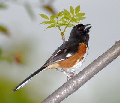 An eastern towhee singing 
