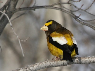 An evening grosbeak 