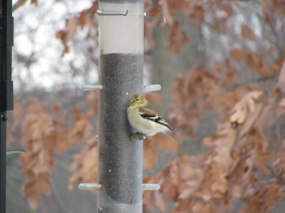 A goldfinch at a tube feeder 