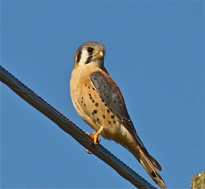 An American kestrel on a wire 