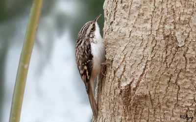 A brown creeper in Pennsylvania 
