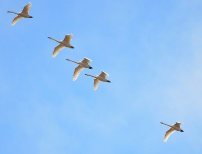 Tundra swans fly over 