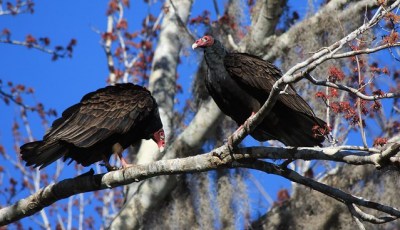 A pair of turkey vultures roosting in a tree 
