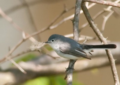 A blue-gray gnatcatcher building a nest in Pennsylvania