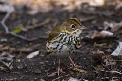 An ovenbird