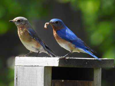 A bluebird couple on a bluebird box 
