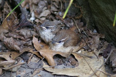 Carolina wren chicks 
