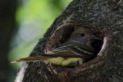 A great-crested flycatcher in its cavity nest 