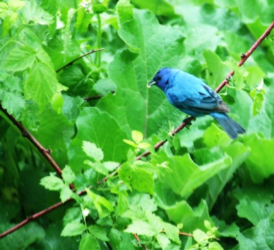 Indigo bunting in the rain in Plummer’s Hollow 
