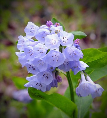 Virginia bluebells at Shenks Ferry Wildflower Preserve, PA 