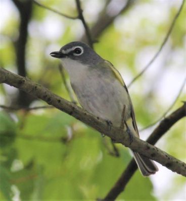 A blue-headed vireo in Plummer’s Hollow 