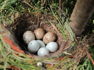 Three brown-speckled cowbird eggs in a house finch nest with four blue finch eggs 