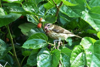 A female rose-breasted grosbeak eating mulberries 