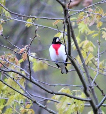 A grosbeak at the edge of the Plummer’s Hollow woods 