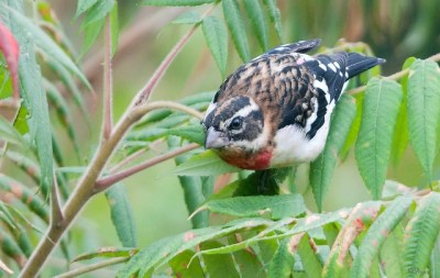 An immature male rose-breasted grosbeak 