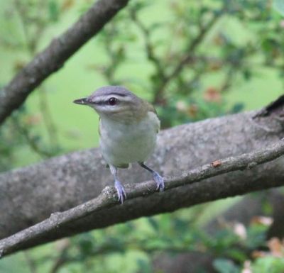 A red-eyed vireo in Plummer’s Hollow 