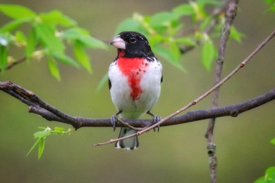 Rose-breasted grosbeak male 