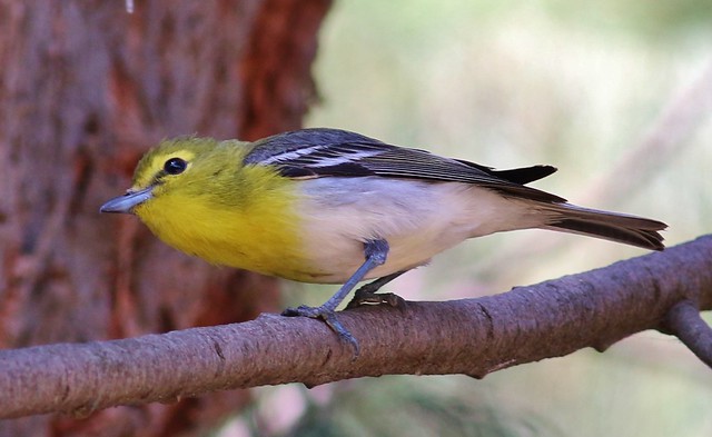 The Yellow-throated Vireo