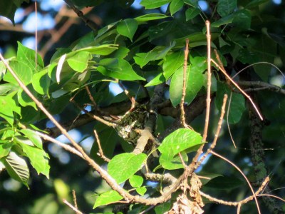 A yellow-throated vireo nest high in a tree at Valley Forge 