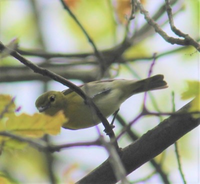 A yellow-throated vireo in Plummer’s Hollow 