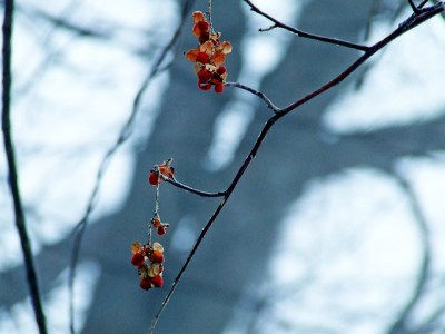 American bittersweet at the edge of First Field 