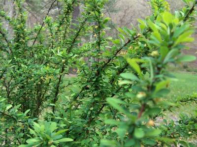 Japanese barberry 