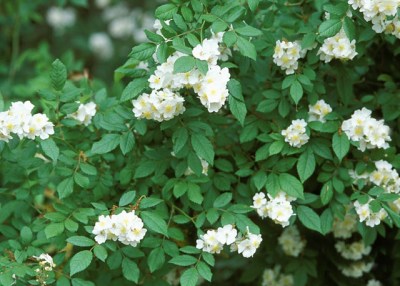 Multiflora rose 
